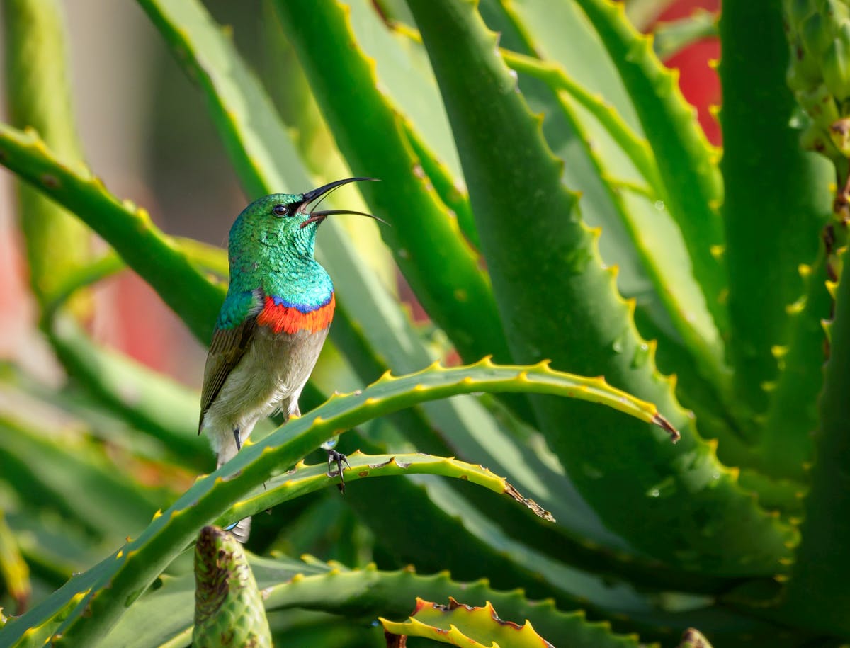 Bird Observation-Ruby-Throated Hummingbird